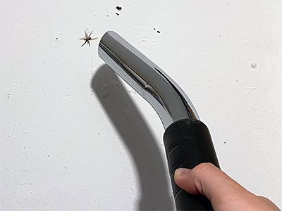 Sterben Spinnen, Wenn Man Sie Aufsaugt?