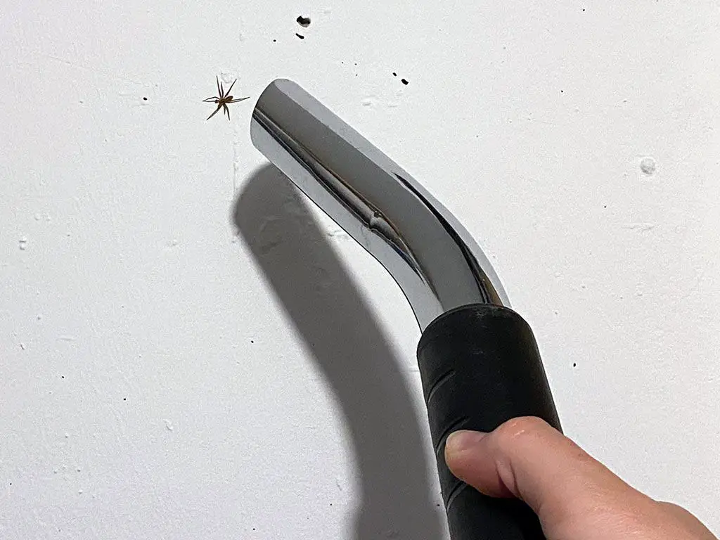 Spinne krabbelt an einer Wand und kann mit dem Staubsauger eingesaugt werden