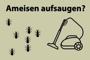 Tötet Staubsaugen Ameisen? Und Kann Man Ameisen Aufsaugen?
