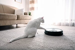 Probleme Und Lösungen Mit Einer Katze Und Einem Roomba