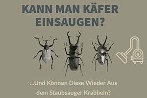 Kann Man Käfer Einsaugen Und Können Diese Wieder Entkommen?